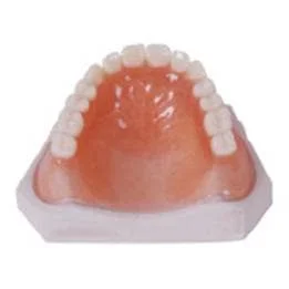 普通树脂牙（胶托类）